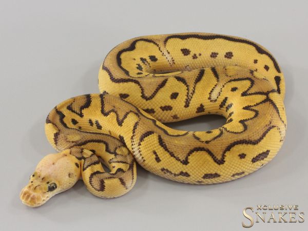 1.0 Pastel Clown triple het Hypo Desert Ghost Piebald 2024