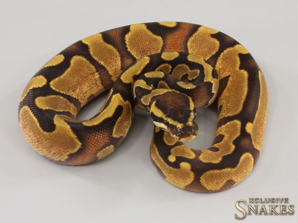 0.1 Enchi Yellow Belly double het Dreamsicle 2023