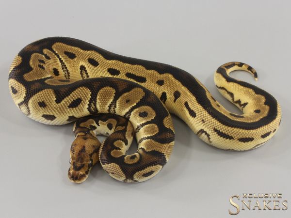 0.1 Orange Dream Clown het Piebald 2023