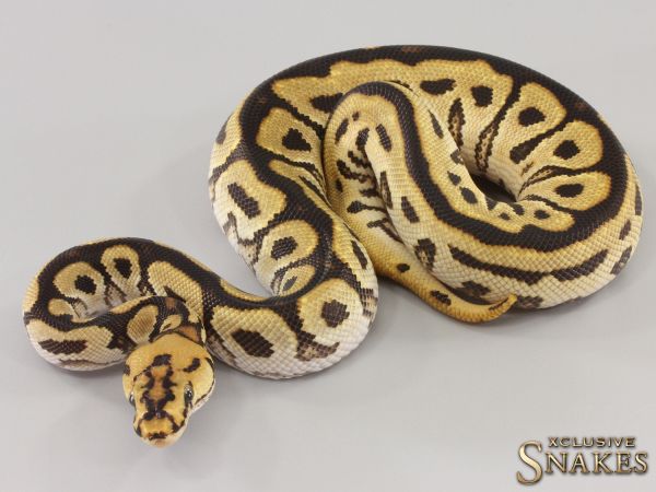 1.0 Orange Dream Spotnose Clown het Piebald 2023