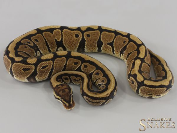 0.1 Spotnose double het Hypo Desert Ghost 2023