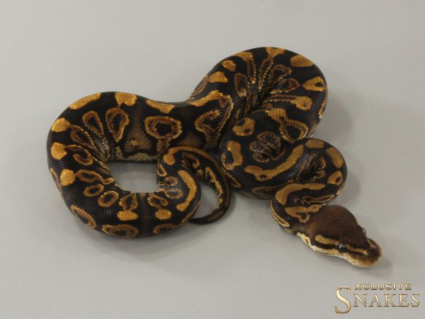 1.0 Black Pastel Gravel double het Hypo Clown 2024