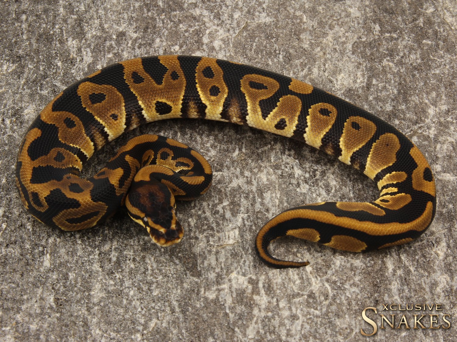 BALL PYTHONS | Ball Python breeder XCLUSIVE-SNAKES