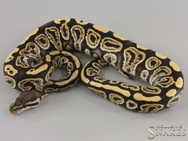 1.0 Black Pastel Desert Ghost het Clown 2024