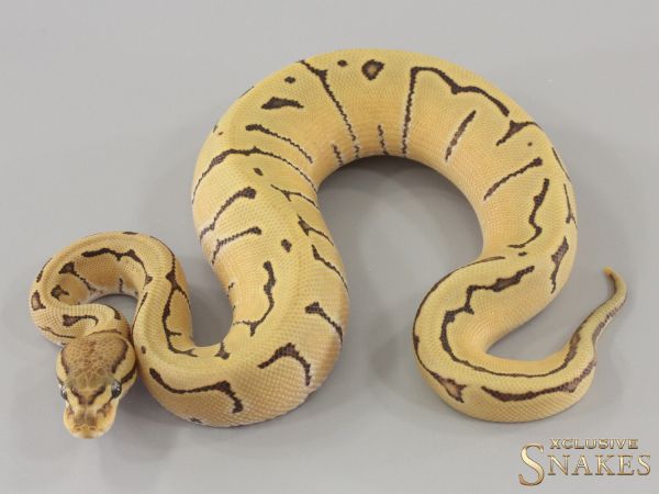 0.1 Orange Dream Pinstripe Desert Ghost het Piebald 2024