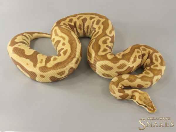 0.1 Pastel Leopard Ultramel het Clown 2019