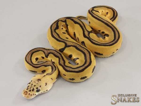 0.1 Pastel Leopard triple het Hypo Desert Ghost Clown 2023