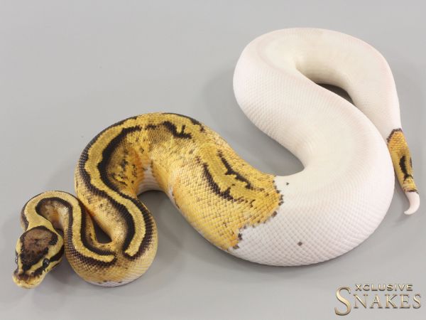 0.1 Pastel Orange Dream Piebald het Clown 2023