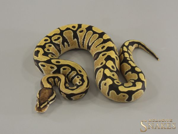 0.1 Desert Ghost het Clown 2024