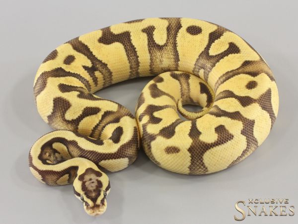 0.1 Pastel Enchi Fire double het Clown Piebald 2023