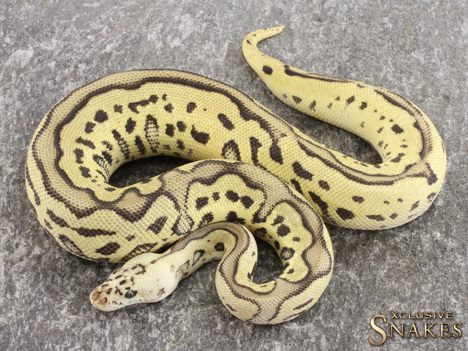 axanthic killer clown ball python