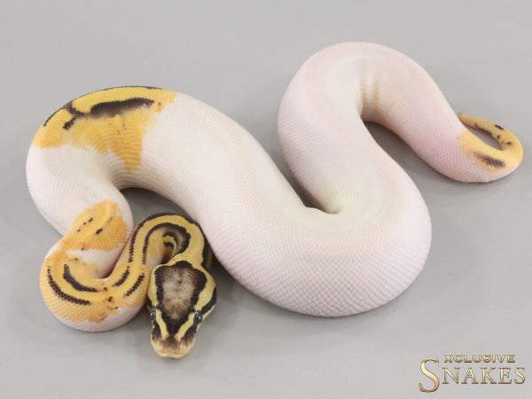 0.1 Pastel Desert Ghost Piebald 2024