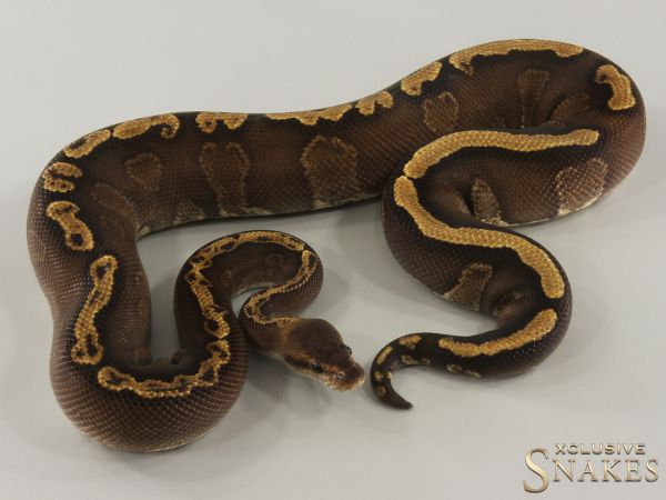 1.0 GHI Black Pastel Wookie het Desert Ghost (50% het Clown) 2023