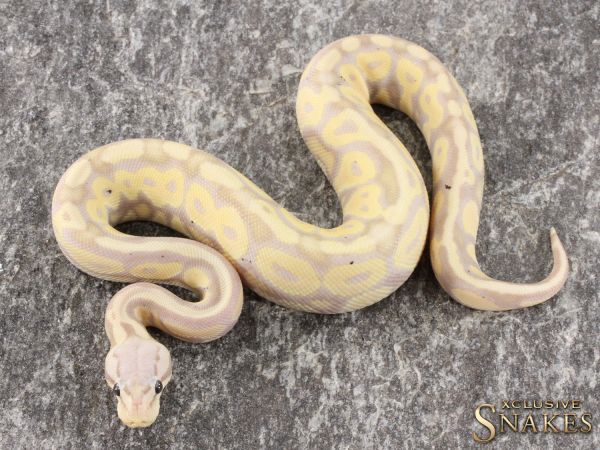 1.0 Pastel Banana HRA double het Desert Ghost Clown (FMaker) 2021