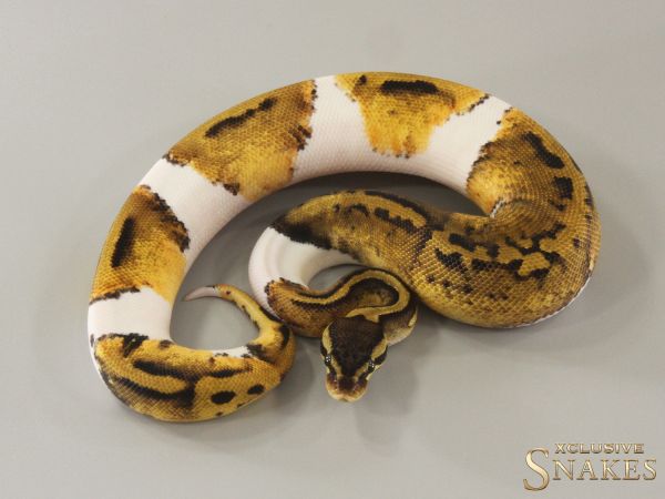 0.1 Pastel Piebald het Desert Ghost 2024