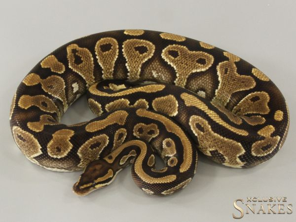 0.1 Double het Desert Ghost Piebald 2022