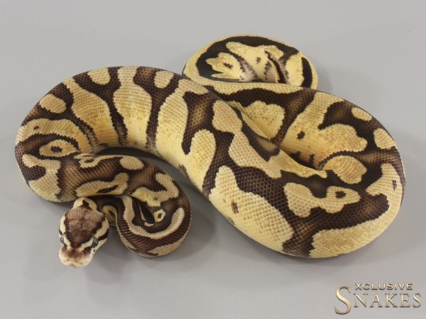 0.1 Pastel Fire triple het Sunset Desert Ghost Piebald 2024