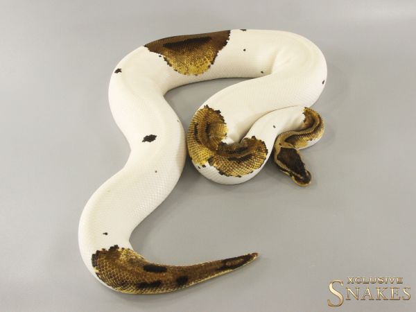 0.1 Pastel Piebald het Desert Ghost 2020