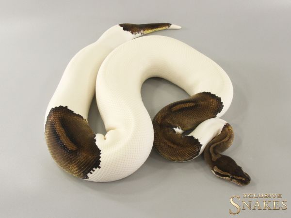 0.1 Black Pastel Piebald 2020