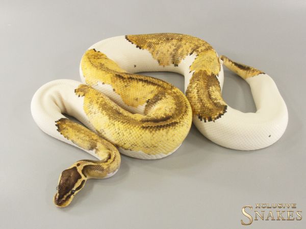 0.1 (S) Pastel Sandblast Piebald 2019