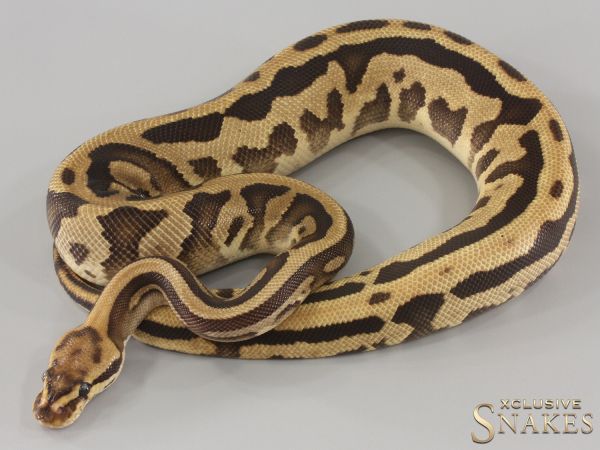 0.1 Fire Gravel Leopard triple het Desert Ghost Clown Piebald 2023