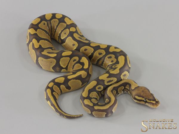 1.0 Hypo triple het Desert Ghost Clown Piebald 2024