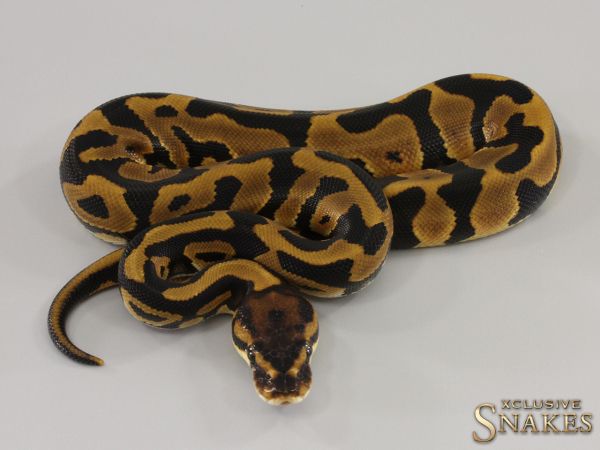 0.1 Leopard triple het Hypo Desert Ghost Clown 2023