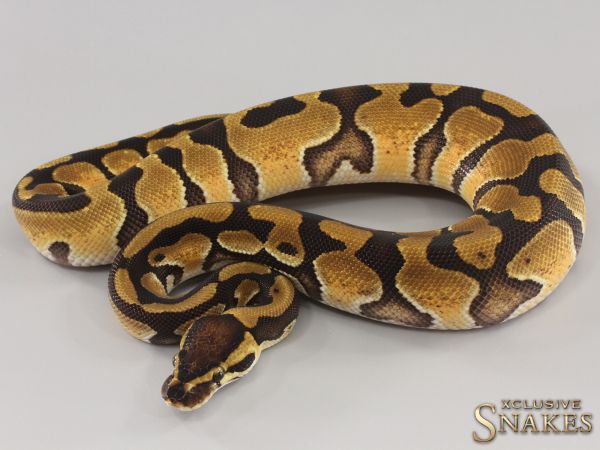 0.1 Enchi double het Clown Piebald 2023