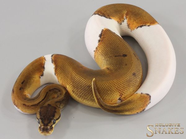 0.1 Pinstripe Piebald het Desert Ghost 2024