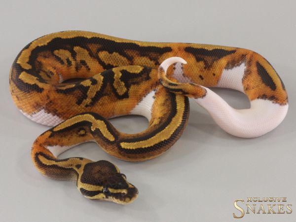 1.0 Piebald double het Lavender Clown 2024