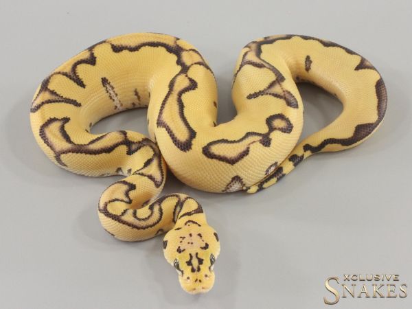 1.0 Pastel Enchi Desert Ghost Clown het Hypo 2024