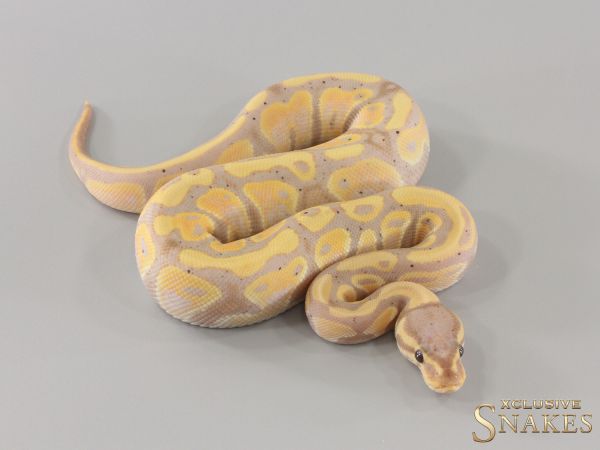 0.1 Orange Dream Banana triple het Hypo Desert Ghost Piebald (FMaker) 2024