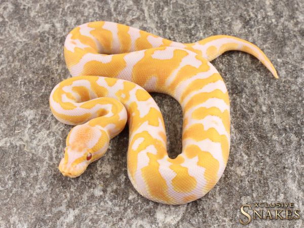 peruvian dragon snake