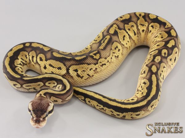 0.1 Pastel Enchi Bongo 50% het Desert Ghost 2023