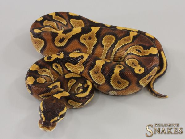 0.1 Black Head Enchi Special Gravel 2023