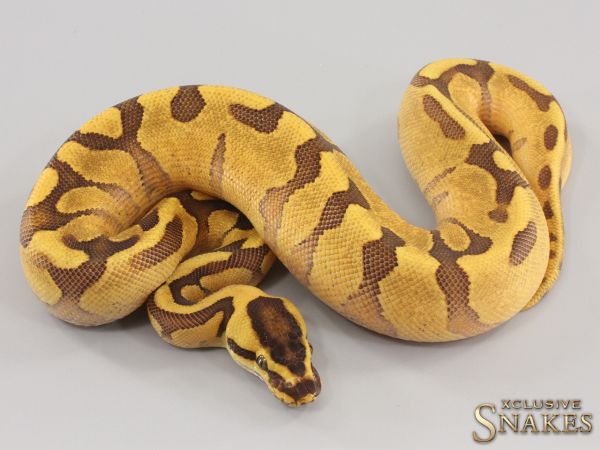 0.1 Super Enchi Fire Yellow Belly pos NR Mandarin 2023