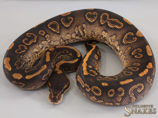 0.1 Black Pastel Wookie Gravel het Clown 2023