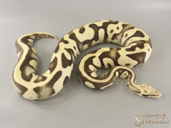 0.1 Pastel Leopard Desert Ghost 2020