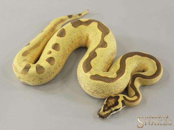 0.1 Super Enchi Desert Ghost pos het Clown 2024