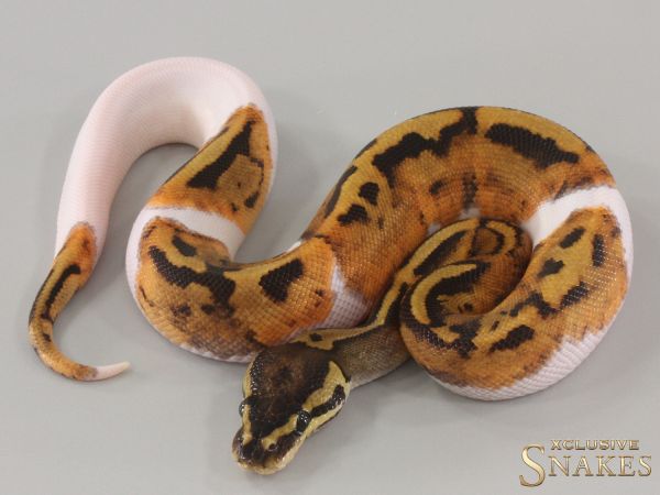 1.0 Piebald double het Lavender Sunset 2024