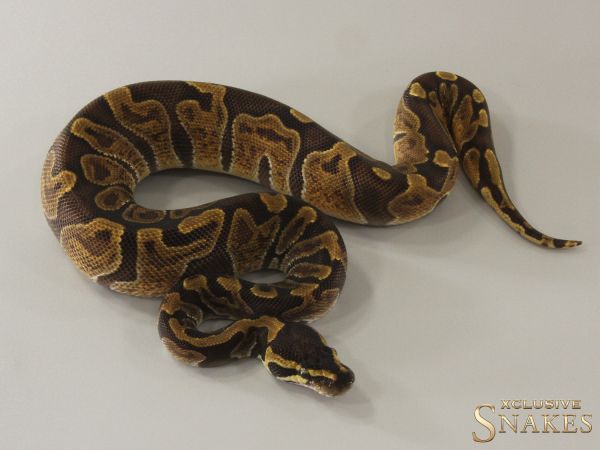 0.1 Enchi GHI double het Desert Ghost Piebald 2024