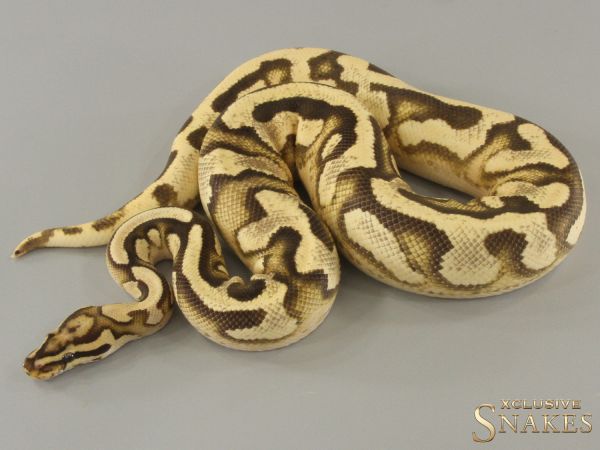 1.0 Fire or Vanilla Orange Dream Yellow Belly double het Clown Piebald 2021