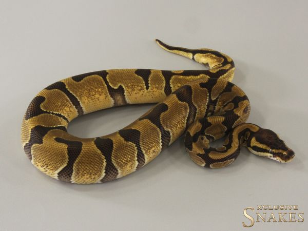 0.1 Enchi double het Desert Ghost Piebald 2024