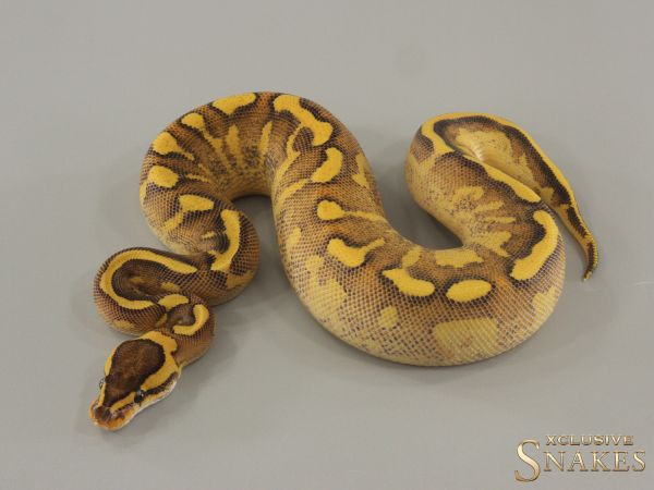 0.1 Super Gravel Enchi Wookie het Clown 2024