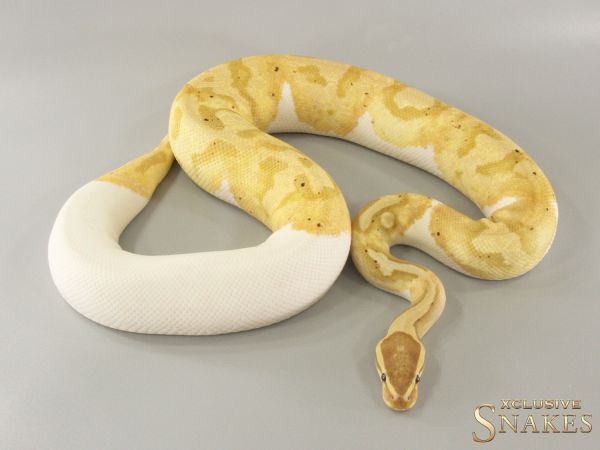 0.1 Banana Enchi Piebald 2021