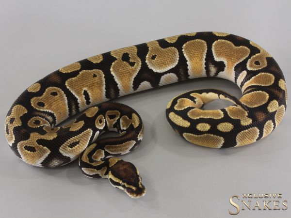 0.1 Orange Dream het Clown 2023