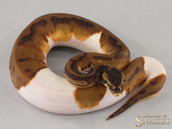 0.1 Enchi Leopard Piebald het Lavender 2024