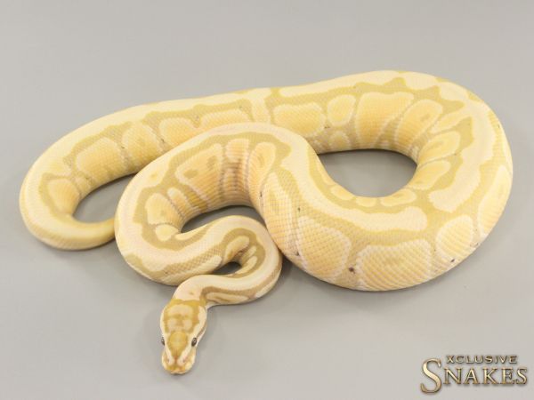 0.1 Banana Spotnose Enchi Desert Ghost 2022