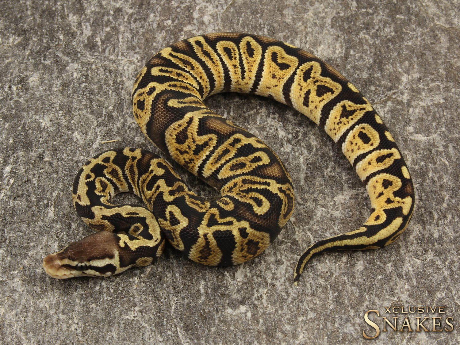 Candy BALL PYTHONS Ball Python breeder XCLUSIVESNAKES