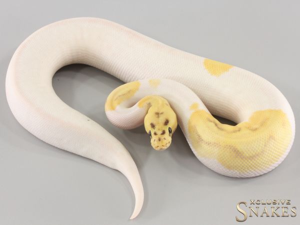 0.1 Pastel Enchi Fire pos Orange Dream Clown Piebald 2023